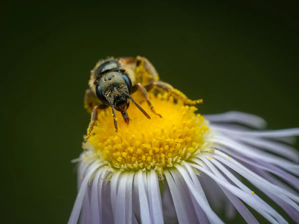 Sand-Goldfurchenbiene
