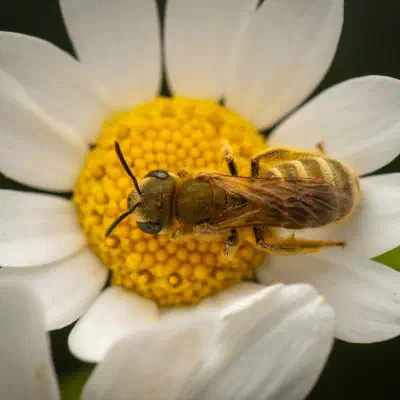 Furchenbienen