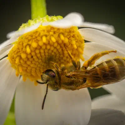 Furchenbienen