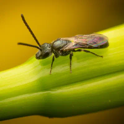 Furchenbienen