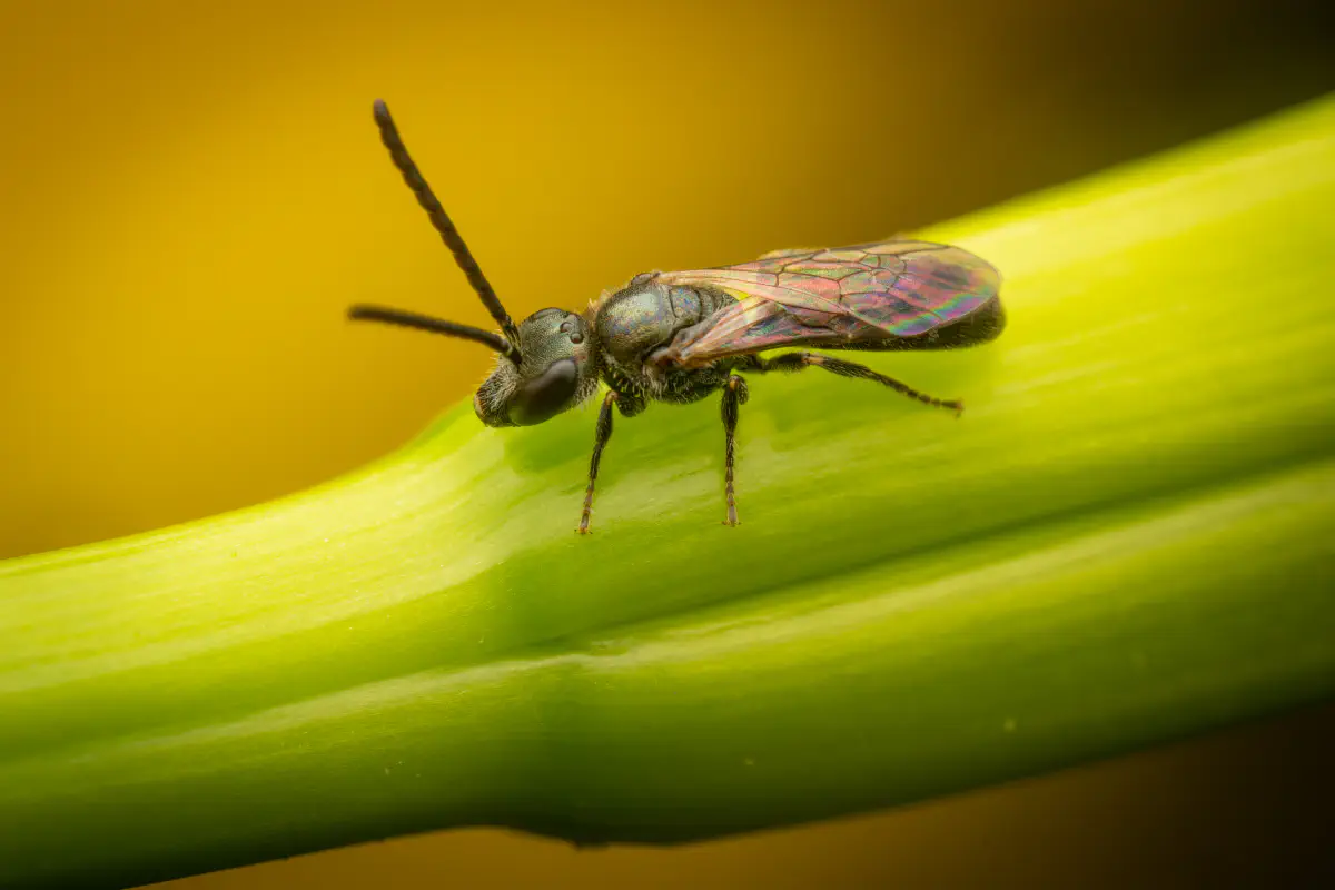 Furchenbienen – No. 8