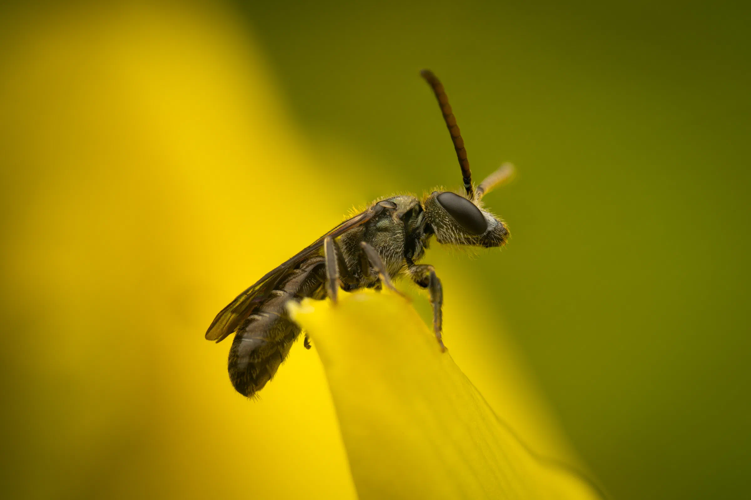 Furchenbienen