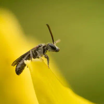 Furchenbienen