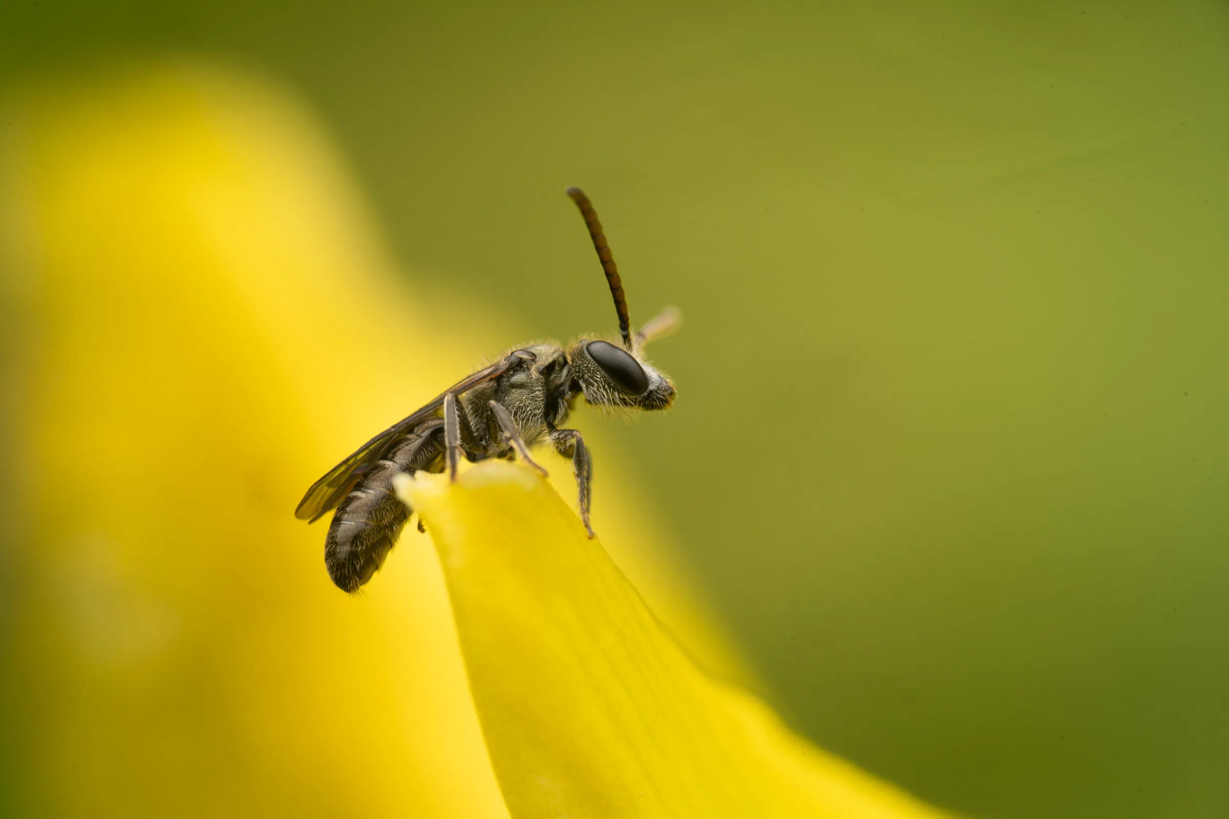 Furchenbienen