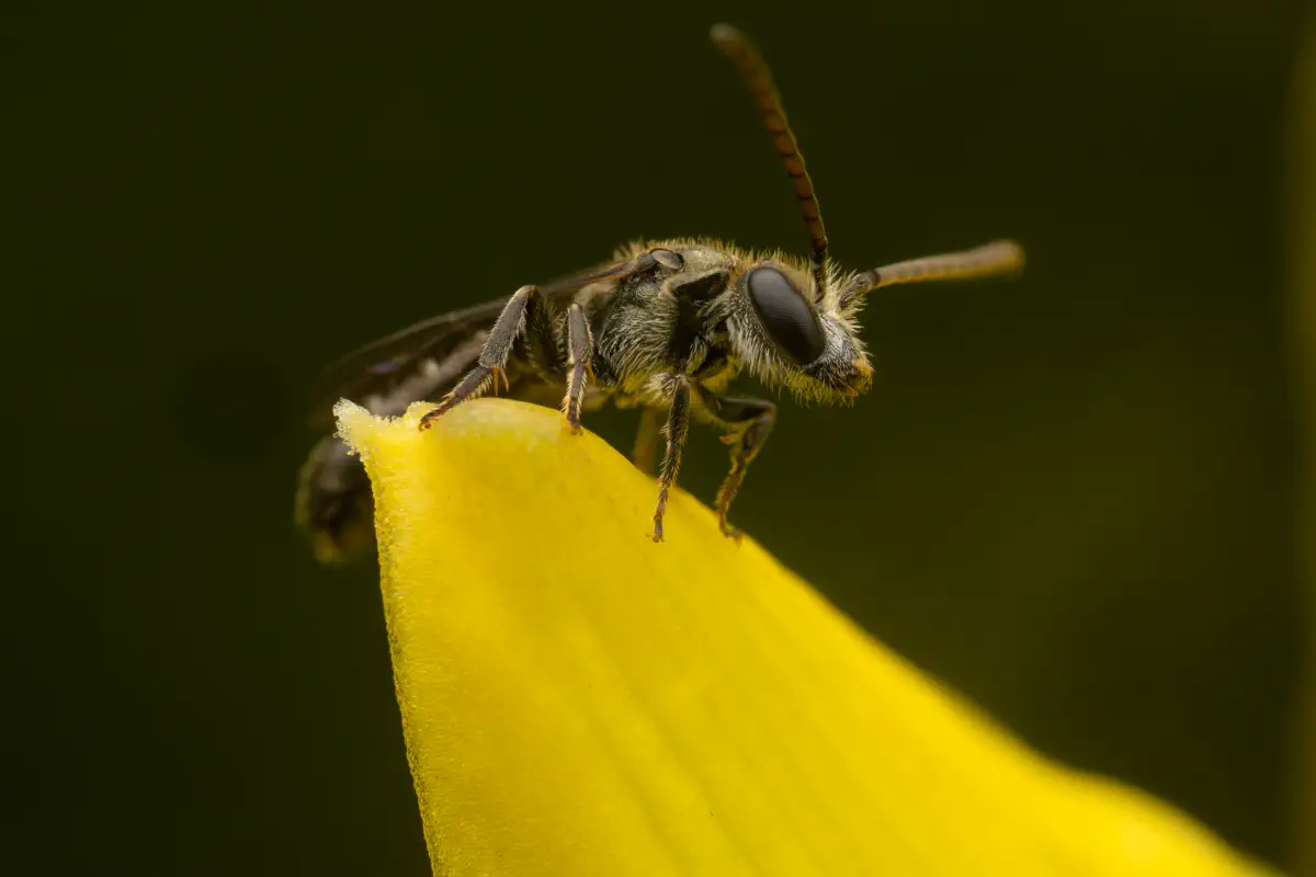 Furchenbienen – No. 11