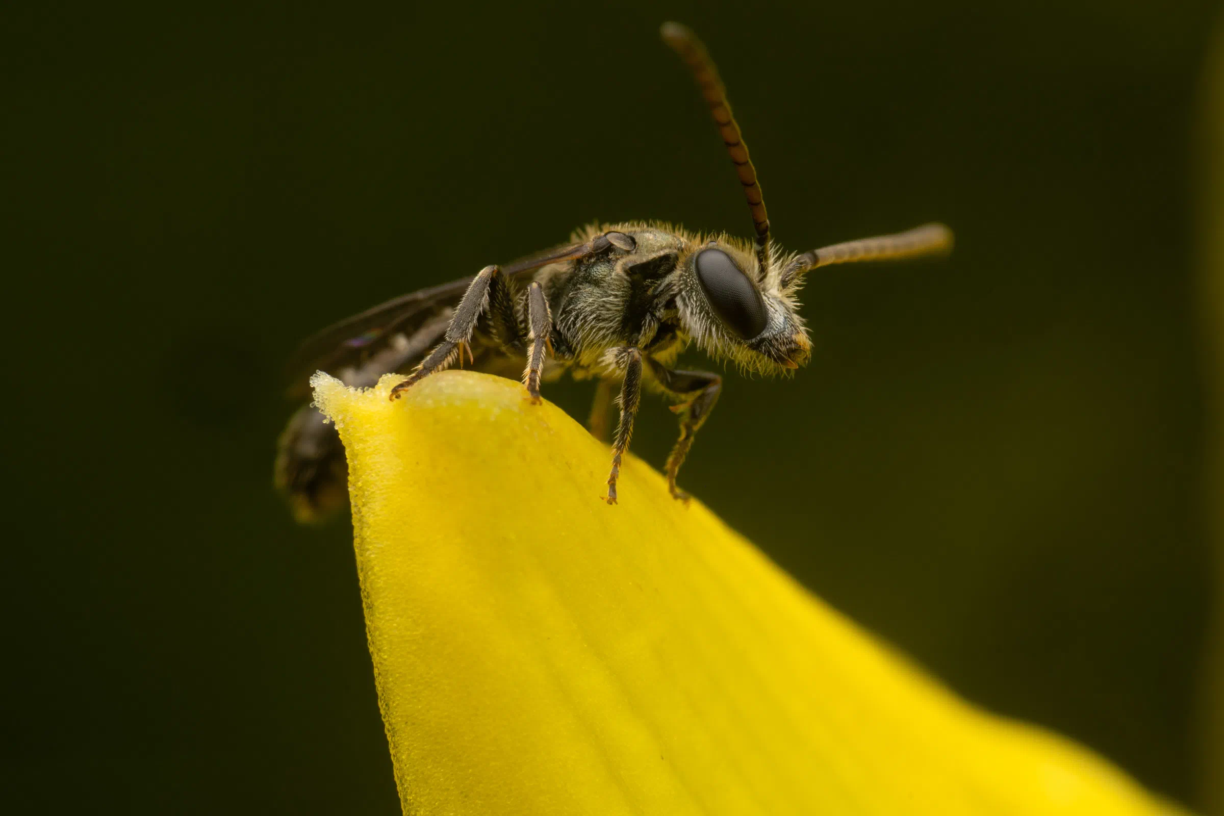 Furchenbienen