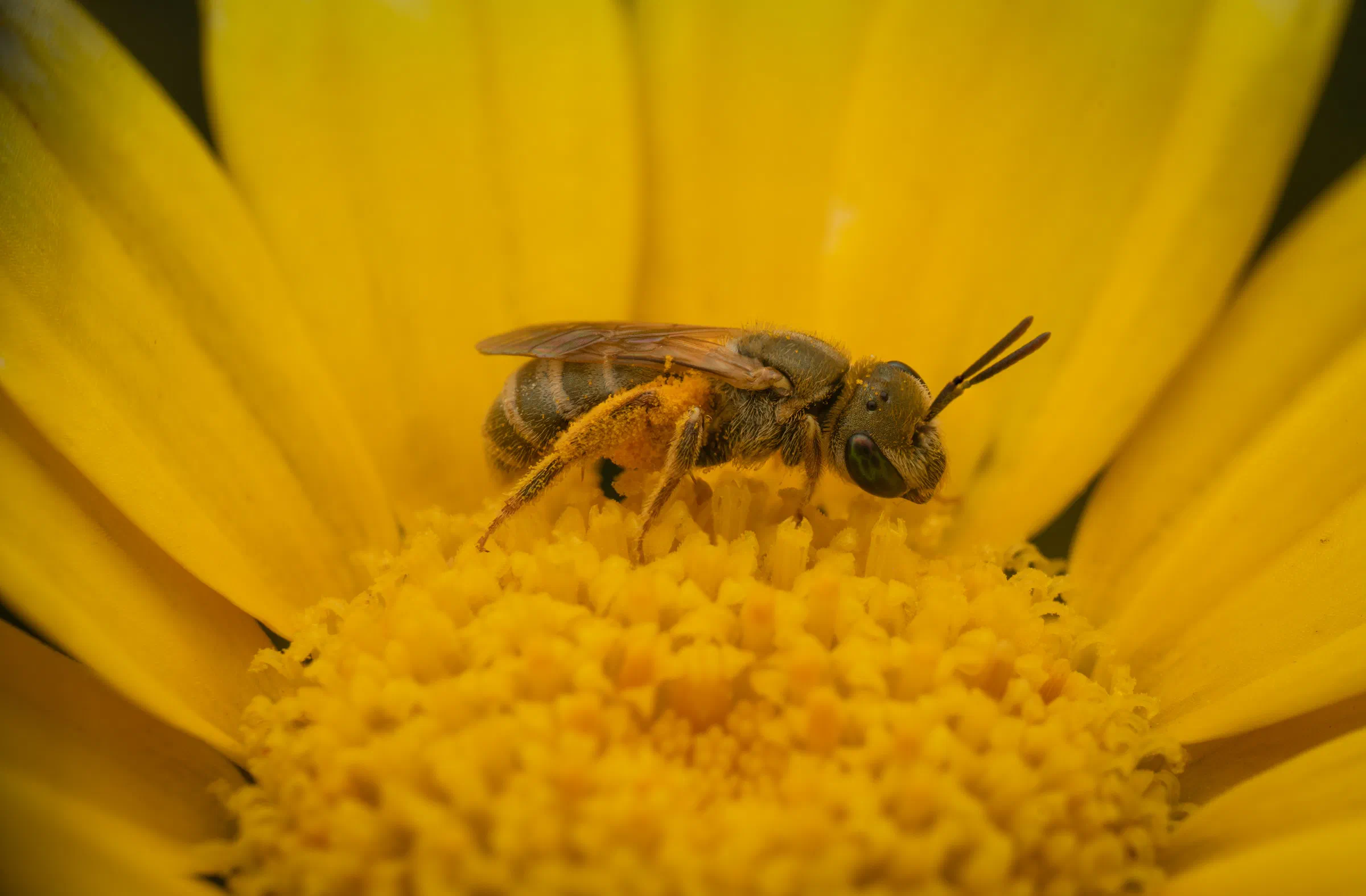 Furchenbienen