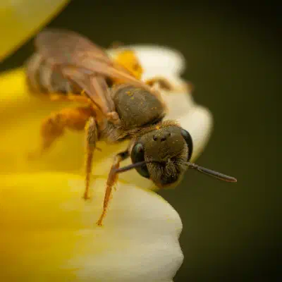 Furchenbienen