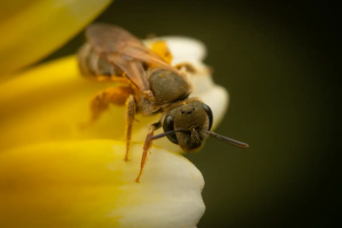 Furchenbienen – No. 13