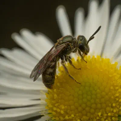Furchenbienen