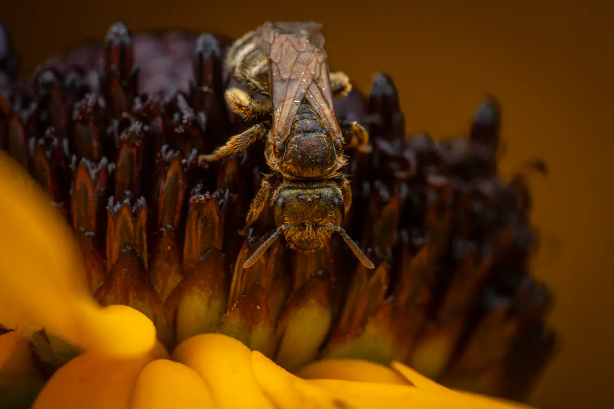 Verkannte Goldfurchenbiene