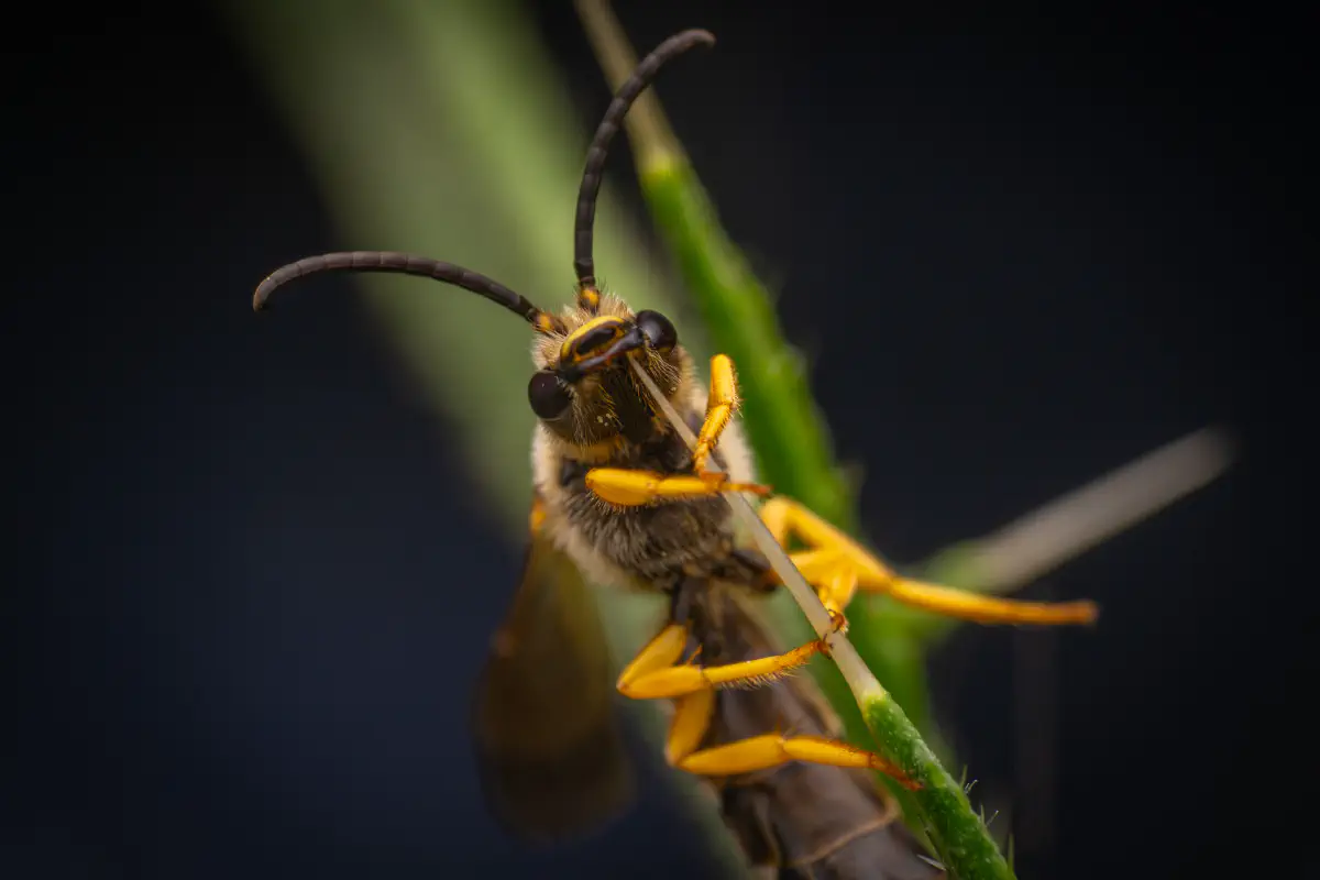 Halictes, lasioglosses, sphécodes et apparentées – No. 2