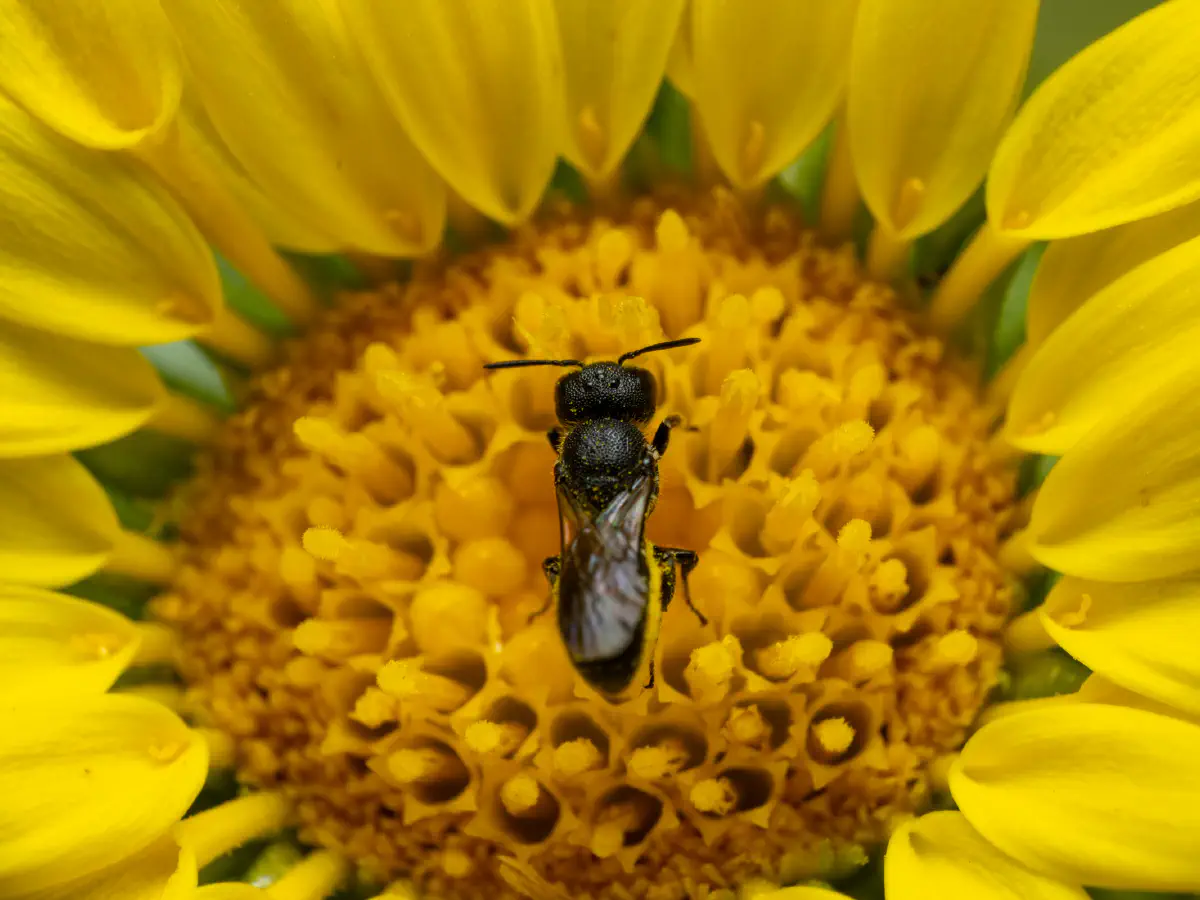 Lasioglosse des pavements