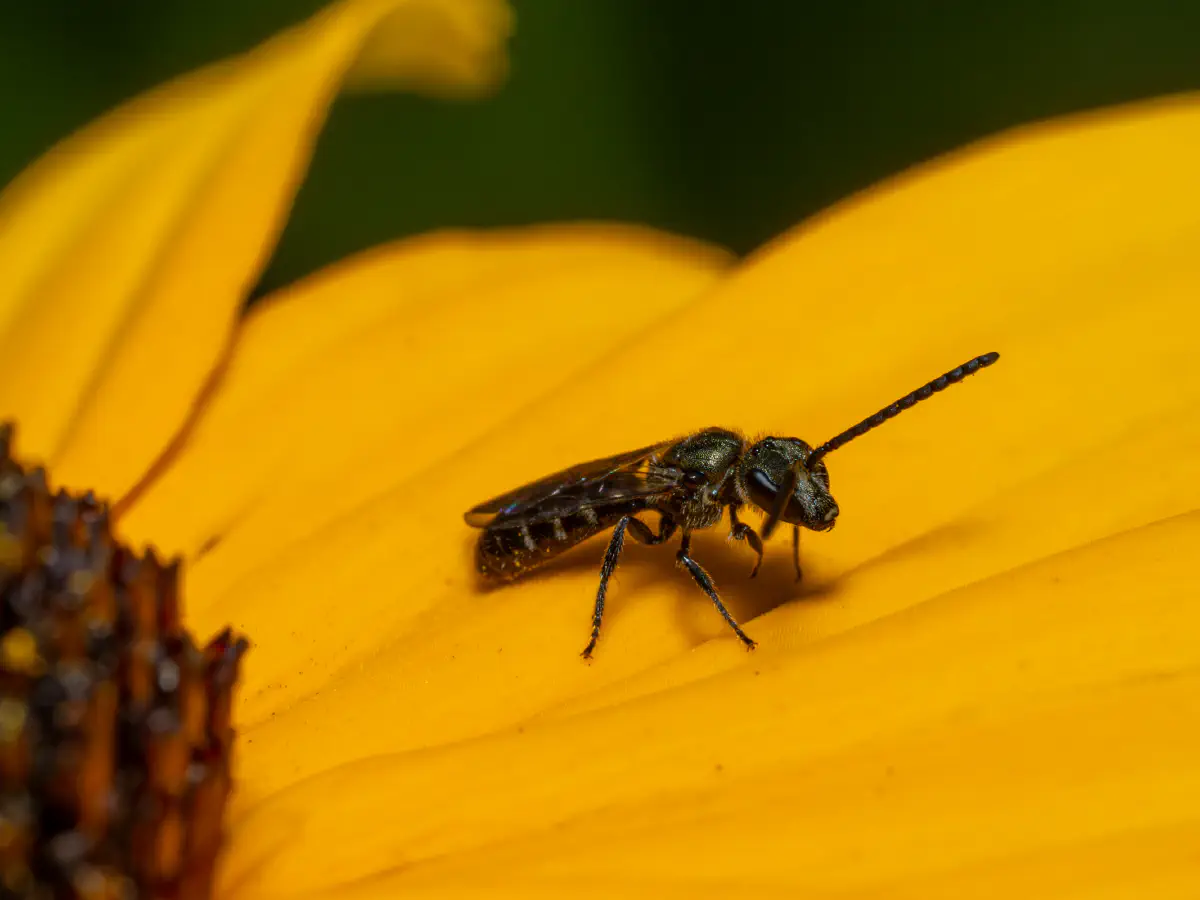 Lasioglosse des pavements