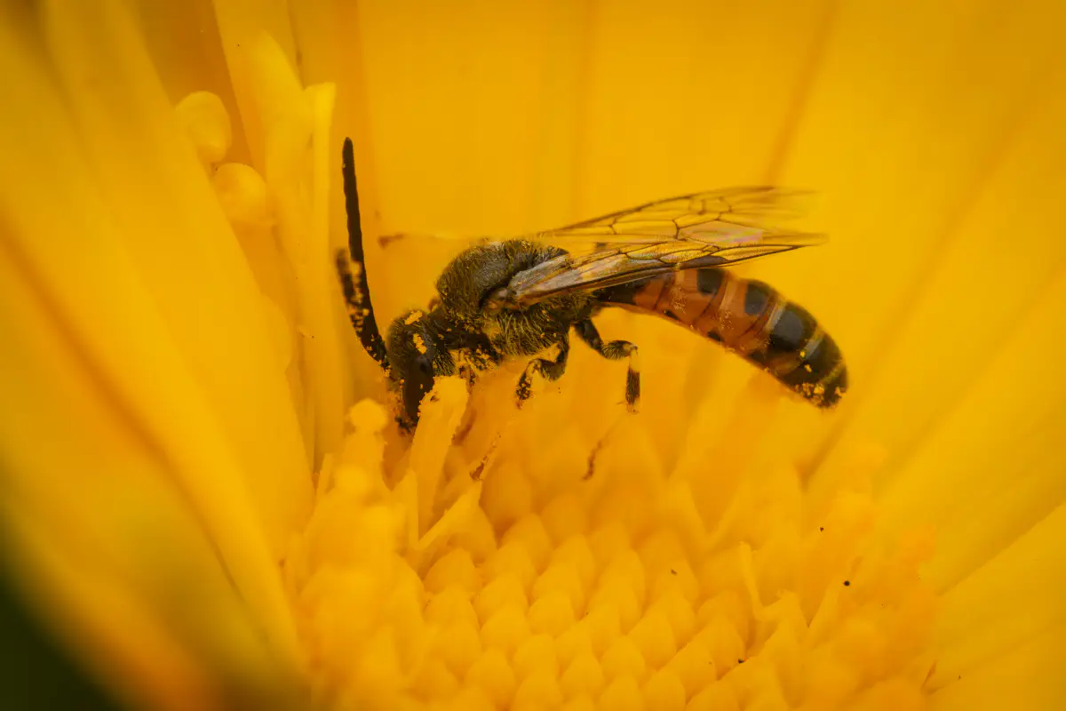 Lasioglossum – No. 3