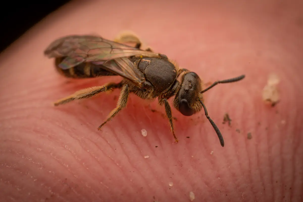 Lasioglossum – No. 4