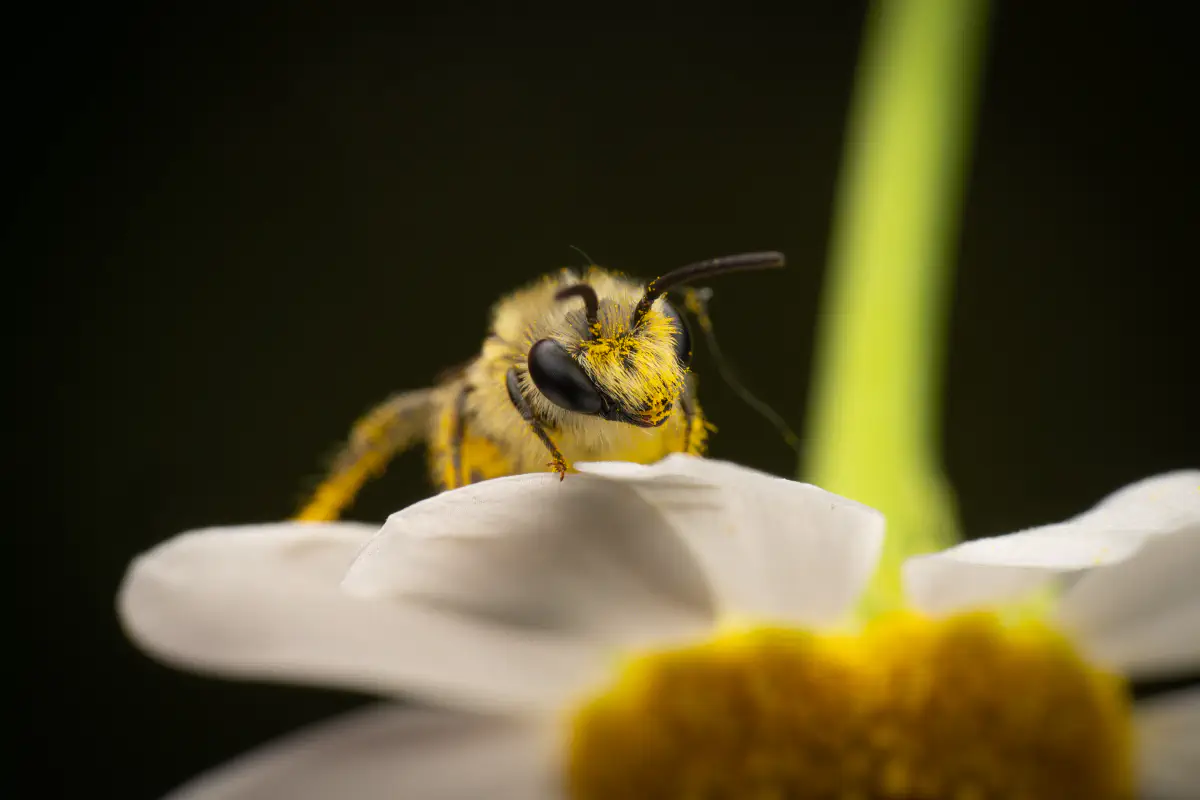 Seidenbienen – No. 2