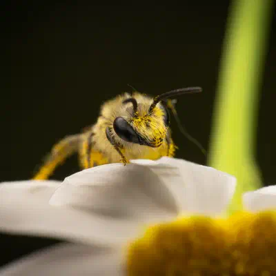 Seidenbienen