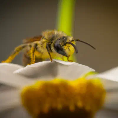 Seidenbienen