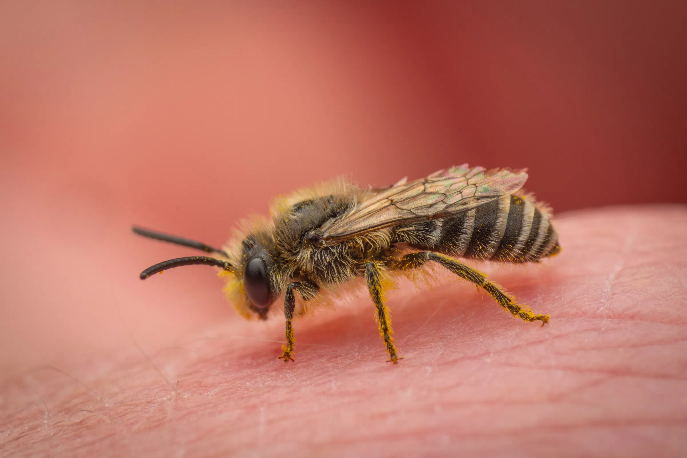 Seidenbienen