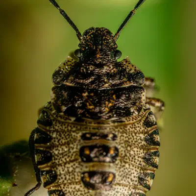 Beerenwanze