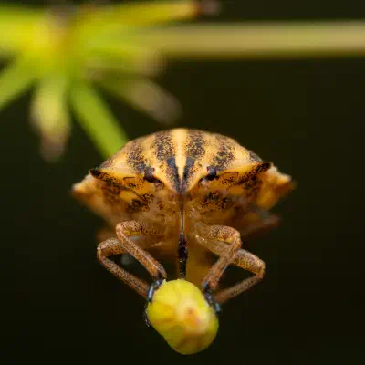 Beerenwanze