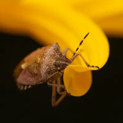 Beerenwanze