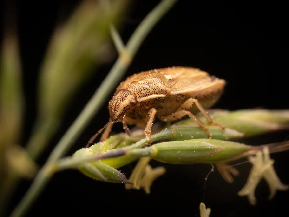 Bishop's Mitre Shield Bug
