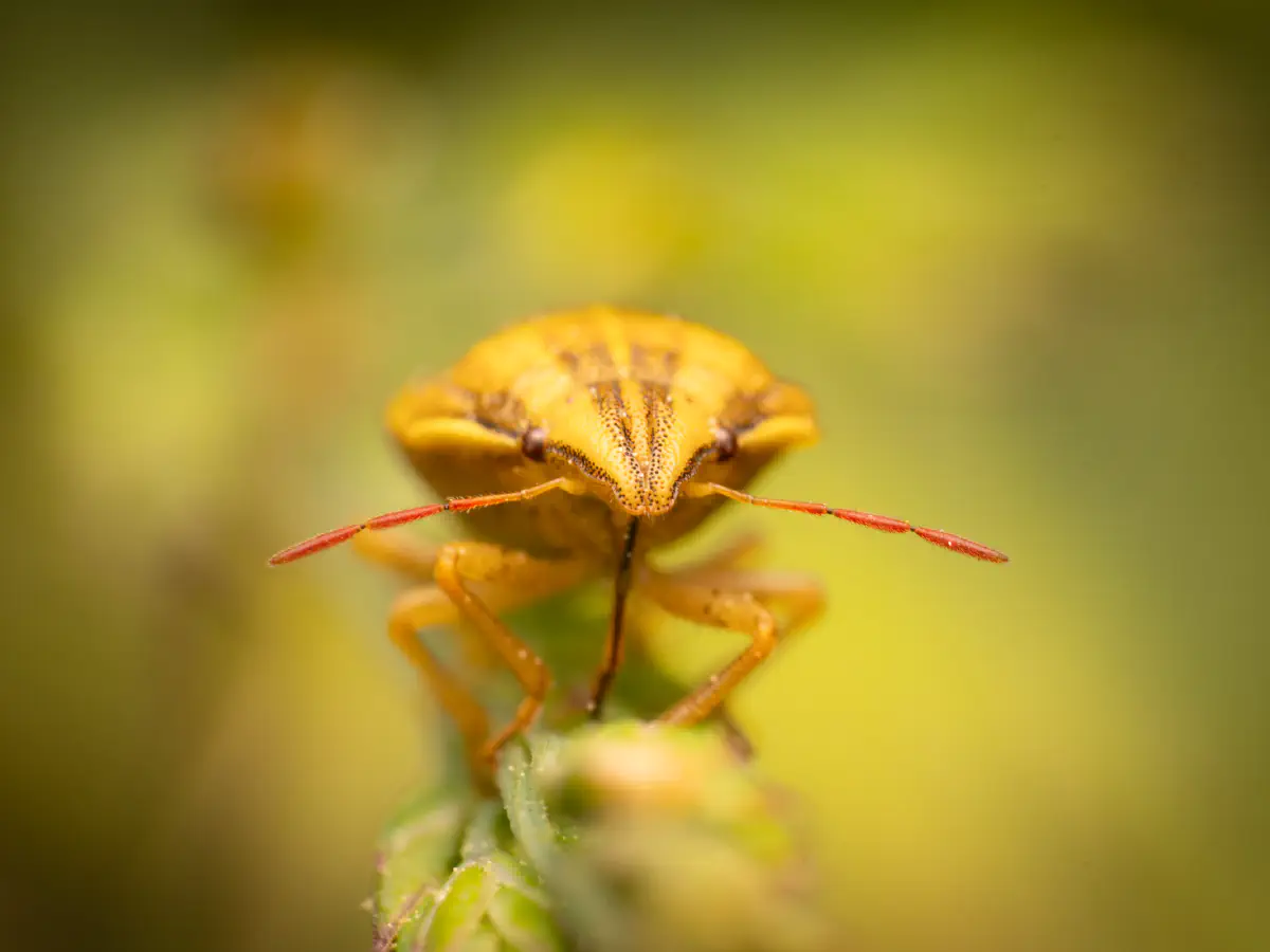 Bishop's Mitre Shield Bug