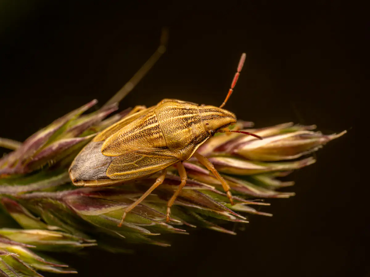 Bishop's Mitre Shield Bug
