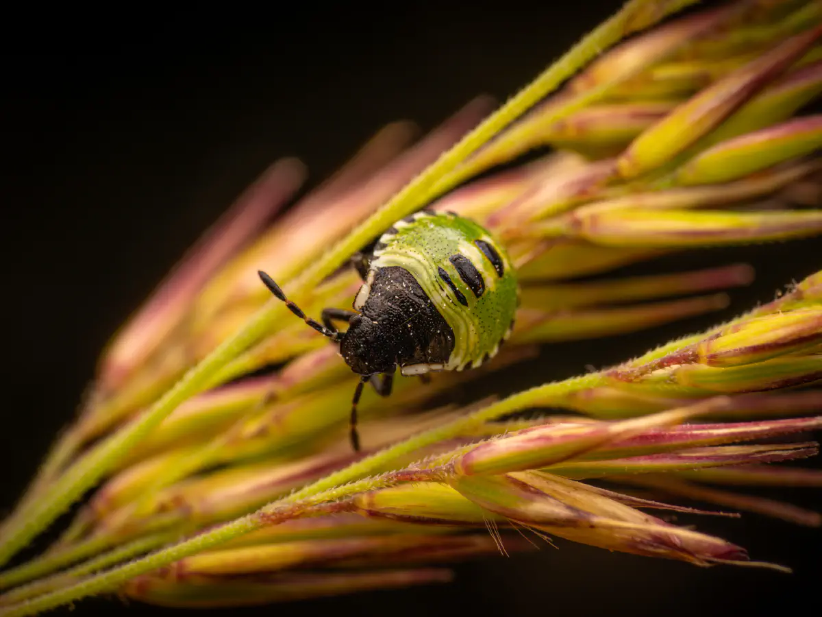 Green Shield Bug