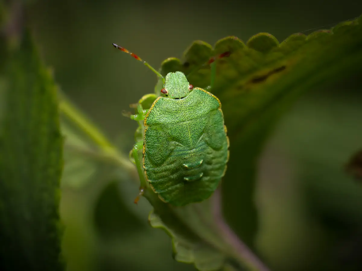 Green Shield Bug