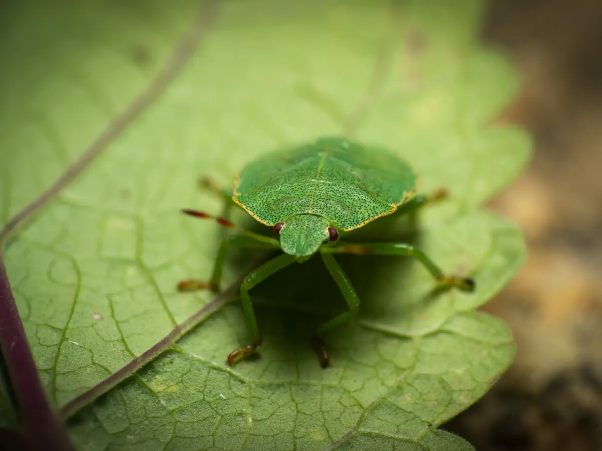 Green Shield Bug