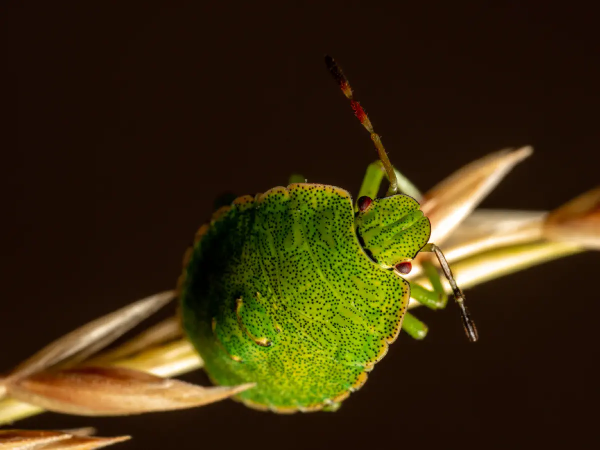 Green Shield Bug