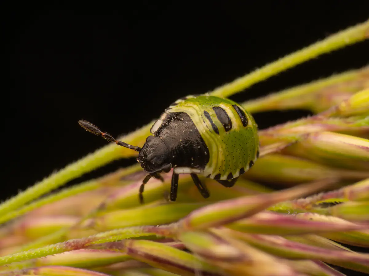 Green Shield Bug