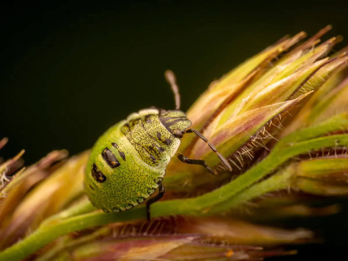 Green Shield Bug