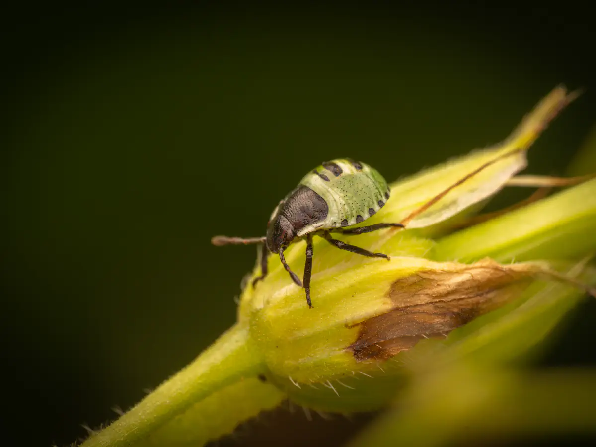 Green Shield Bug