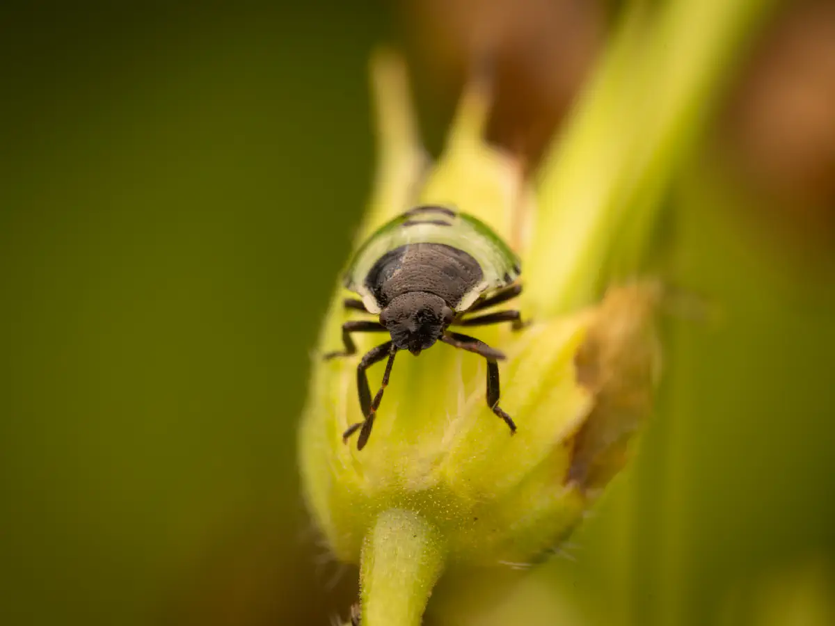Green Shield Bug