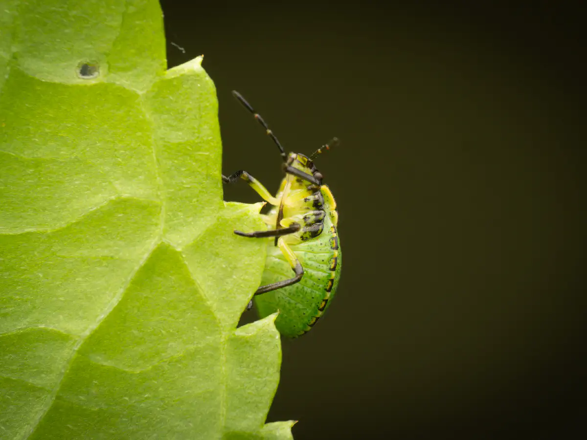 Green Shield Bug