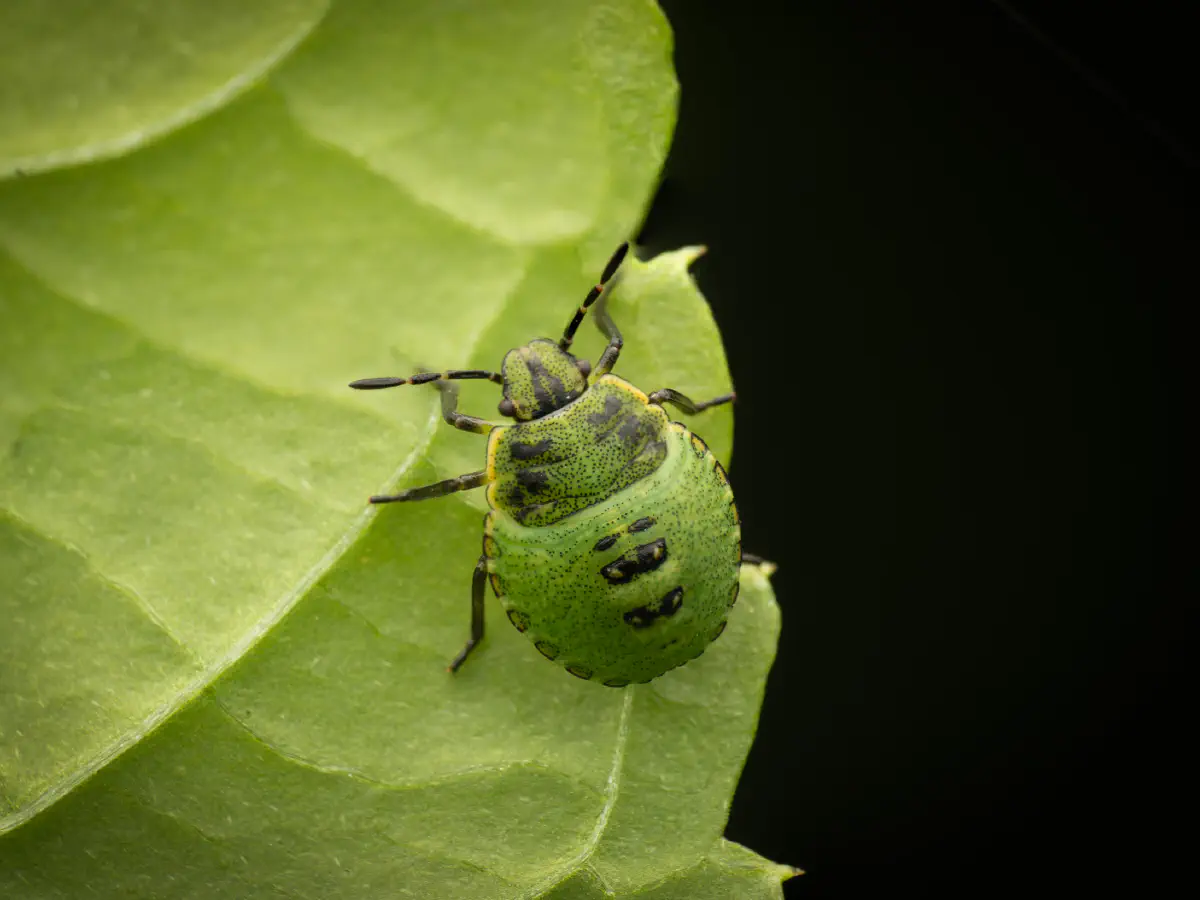 Green Shield Bug