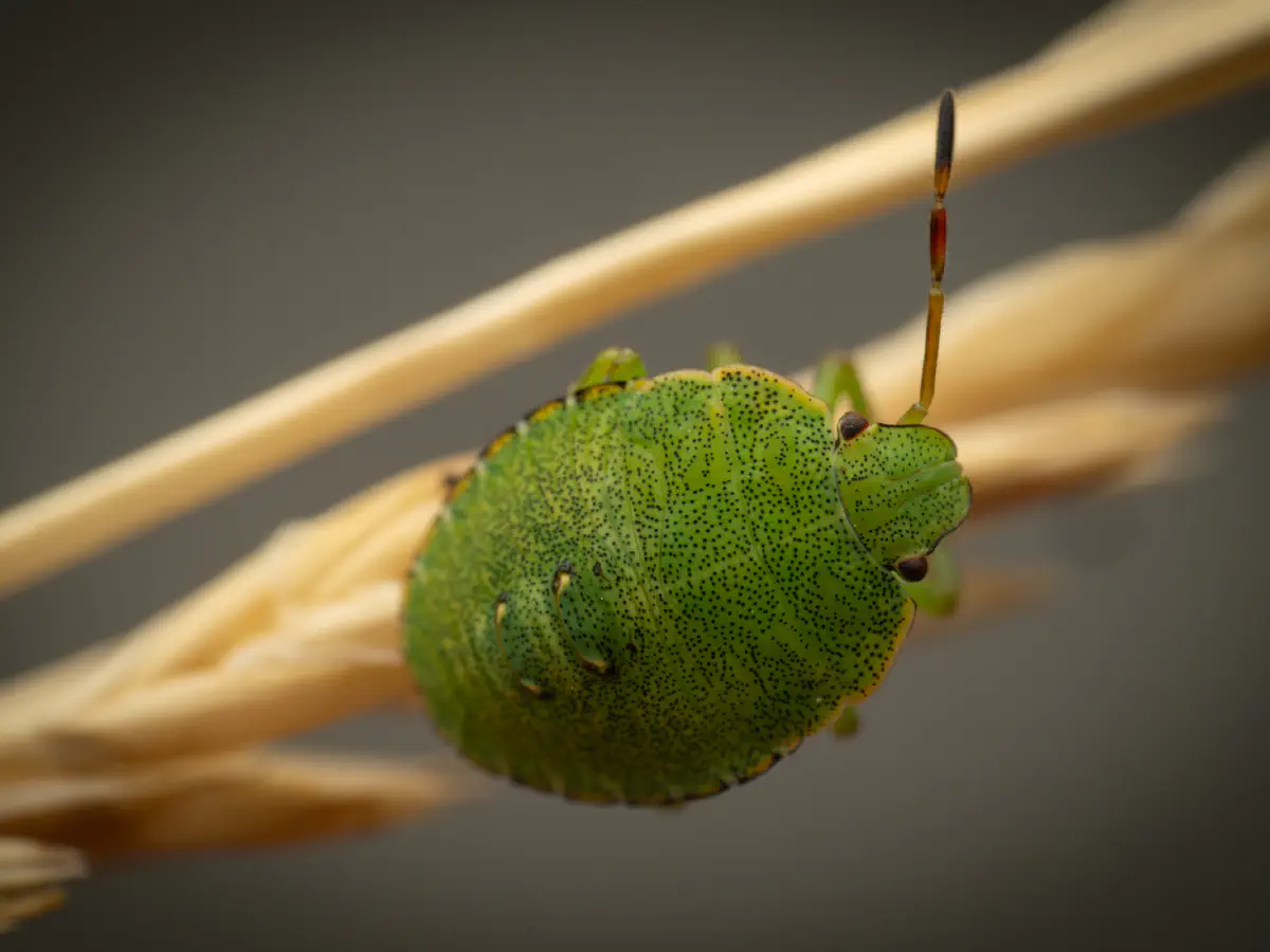 Green Shield Bug