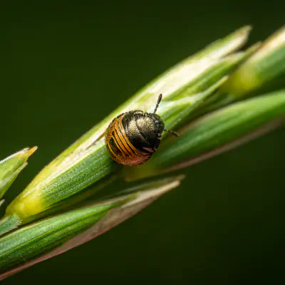 Marmorierte Baumwanze