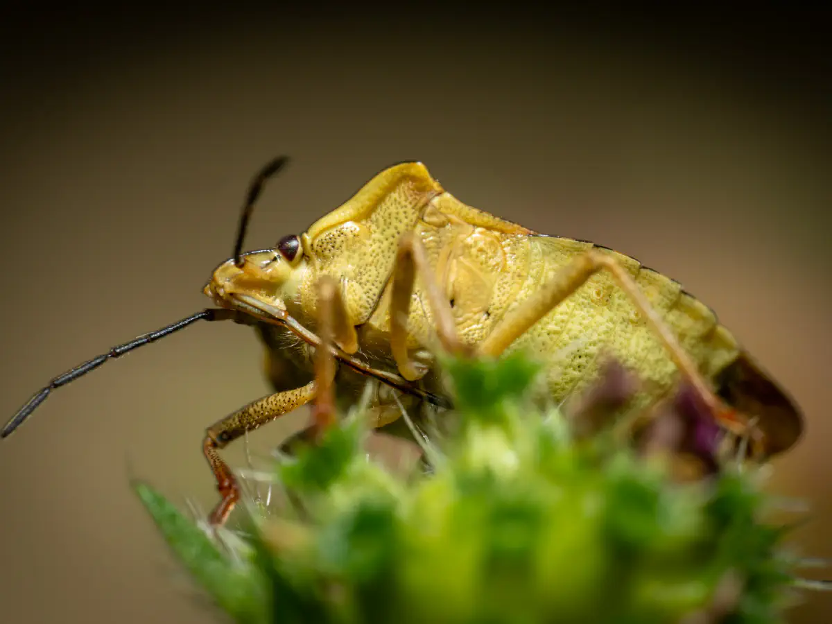 Black-shouldered Shieldbug