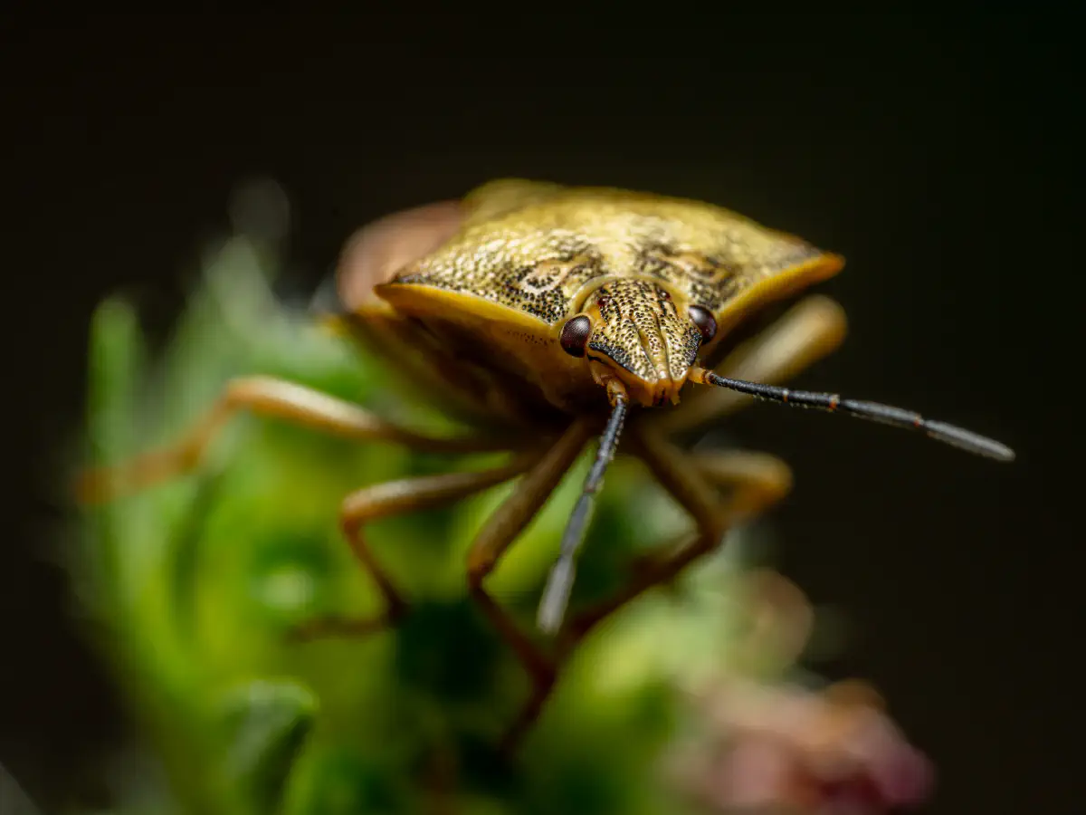Black-shouldered Shieldbug