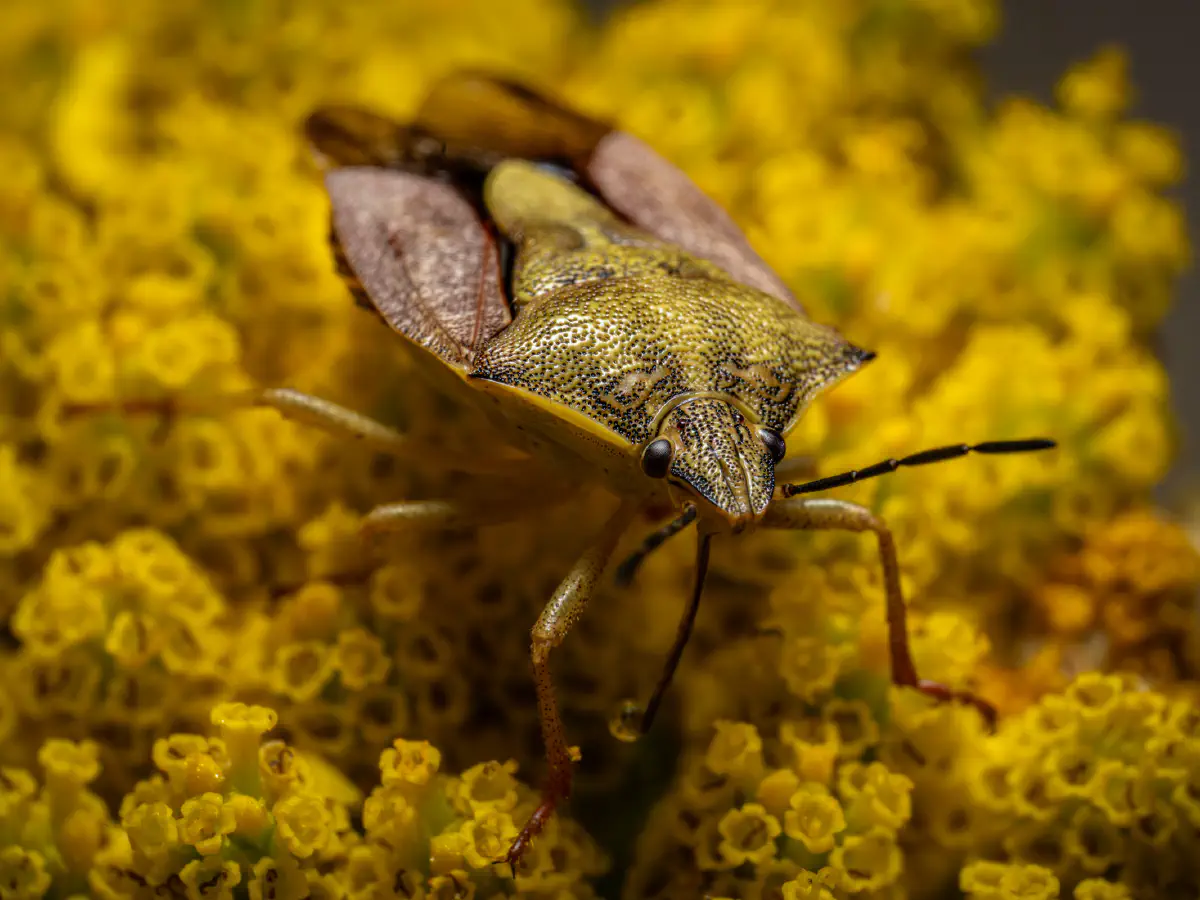 Black-shouldered Shieldbug