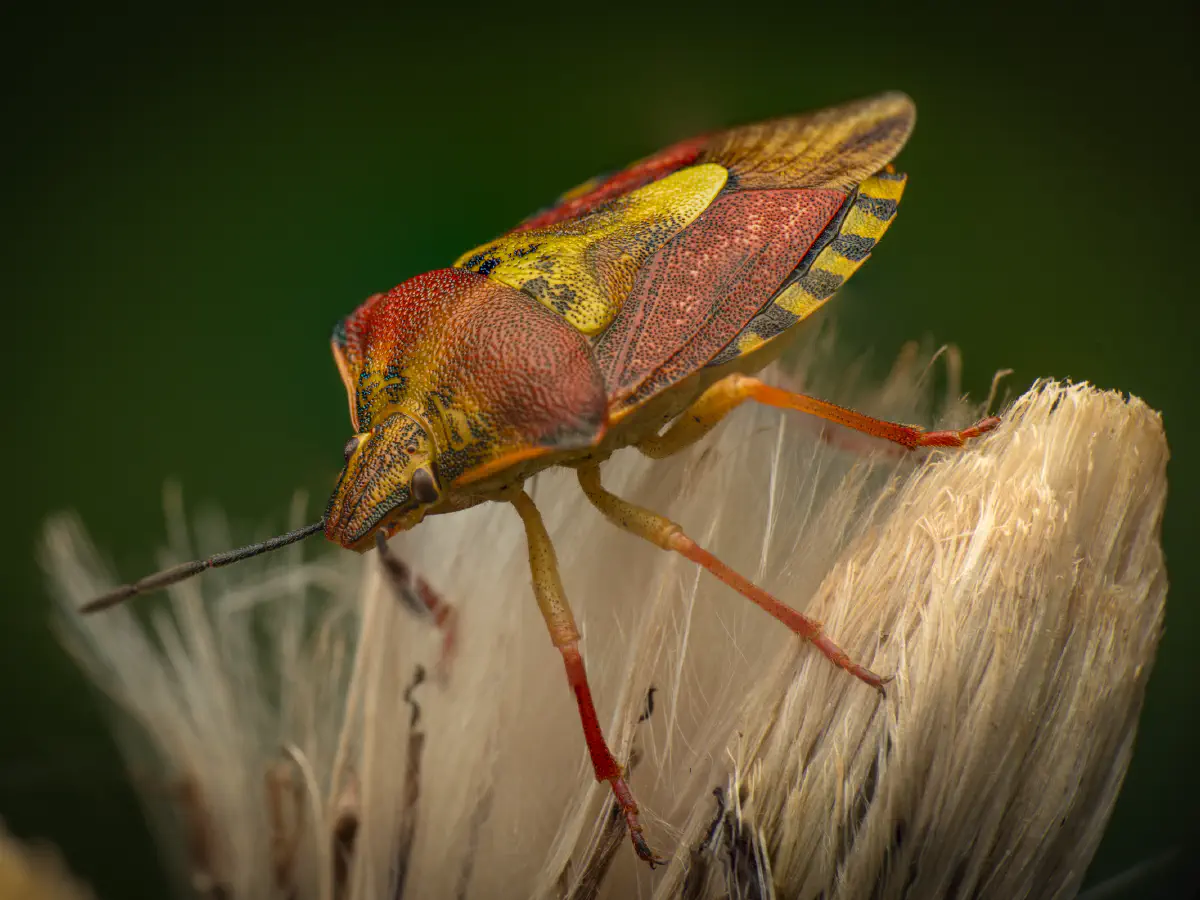 Black-shouldered Shieldbug
