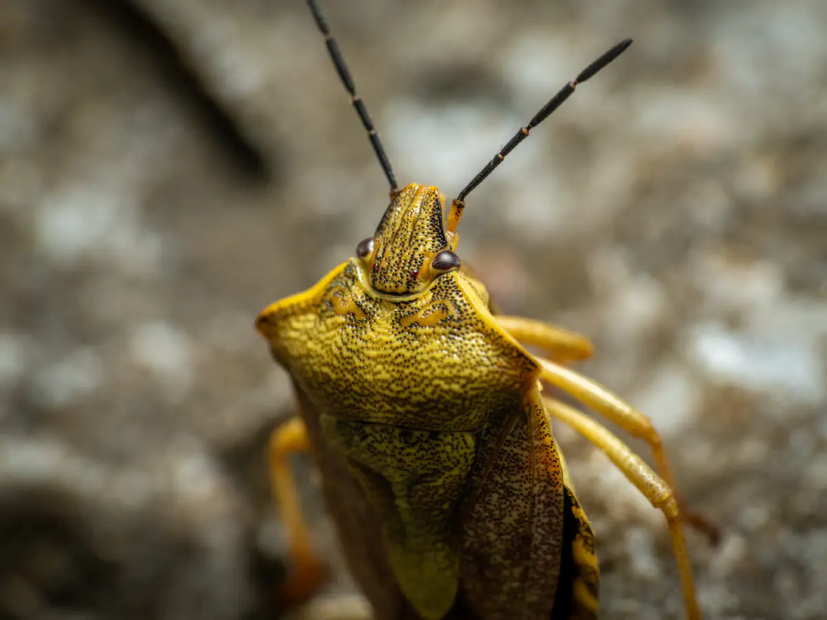 Black-shouldered Shieldbug