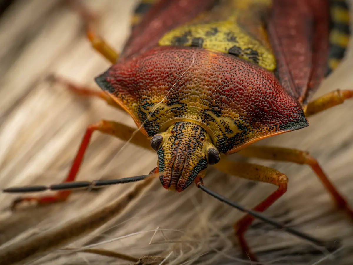 Black-shouldered Shieldbug