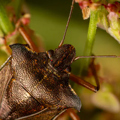 Rotbeinige Baumwanze