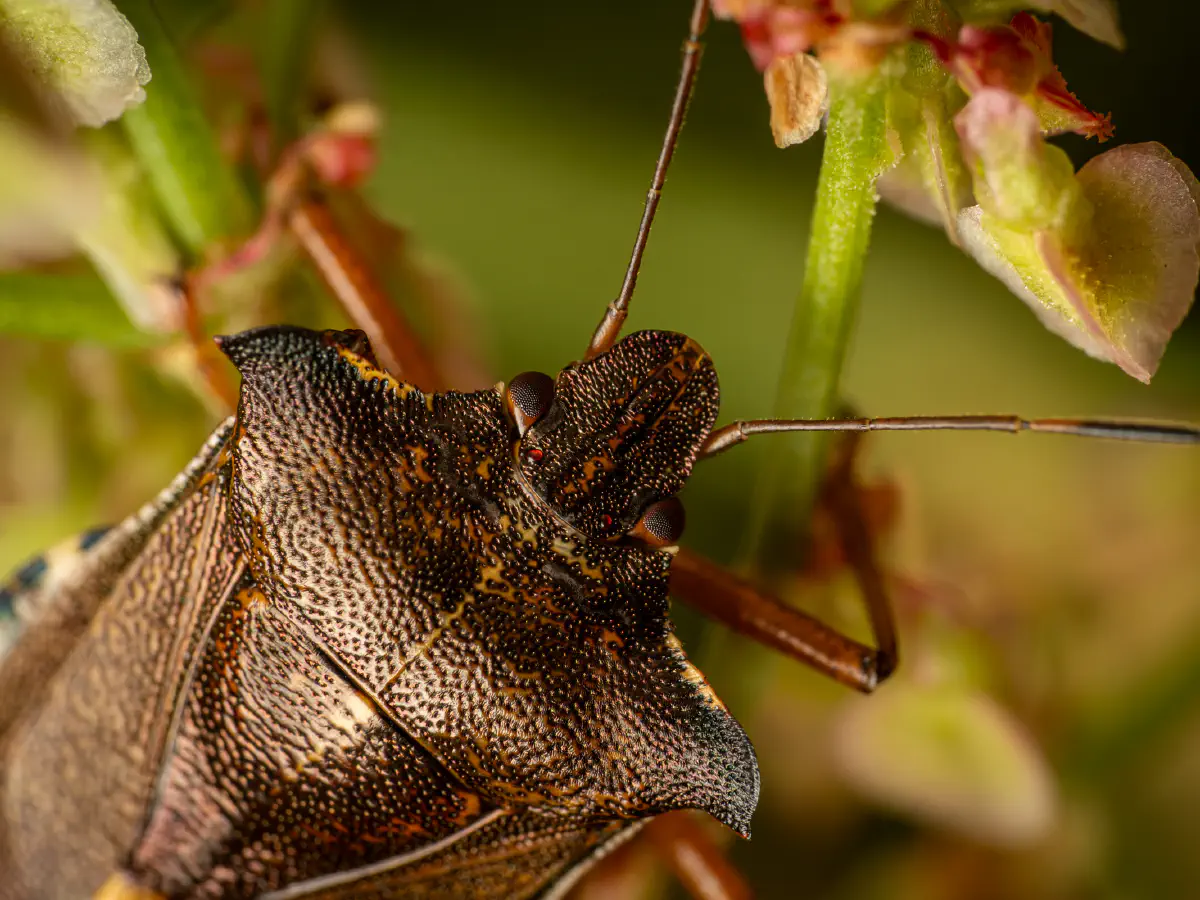 Rotbeinige Baumwanze